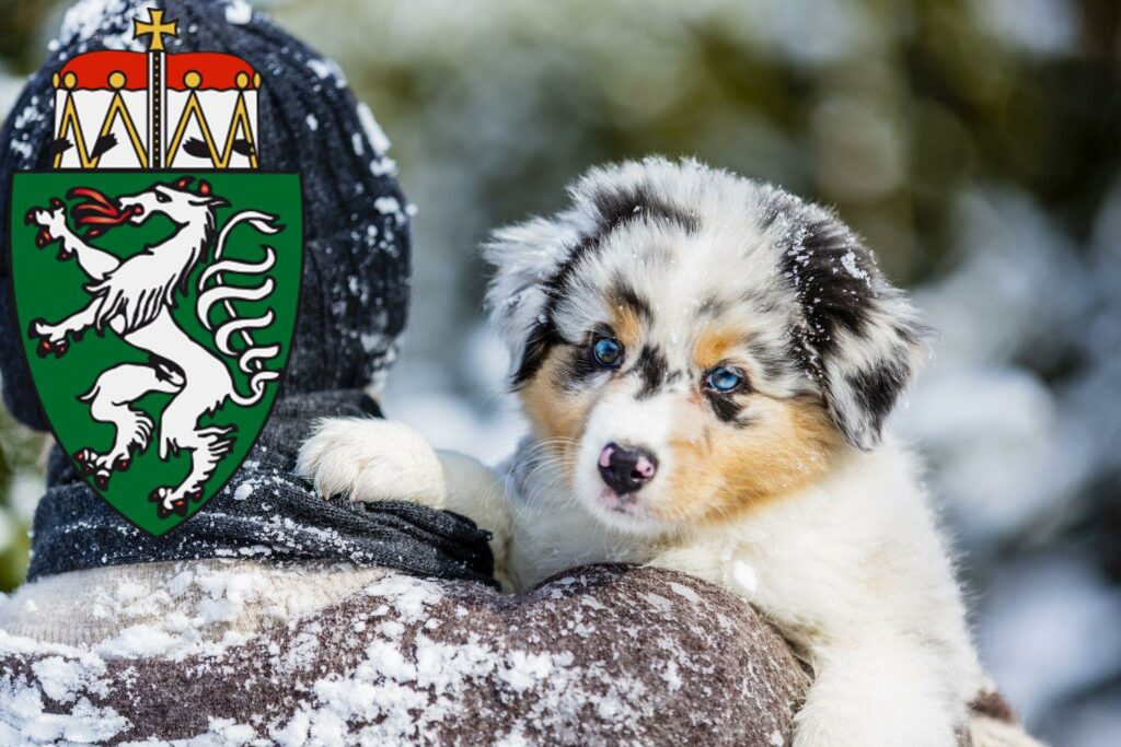 Australian Shepherd Züchter mit Welpen Steiermark, Österreich