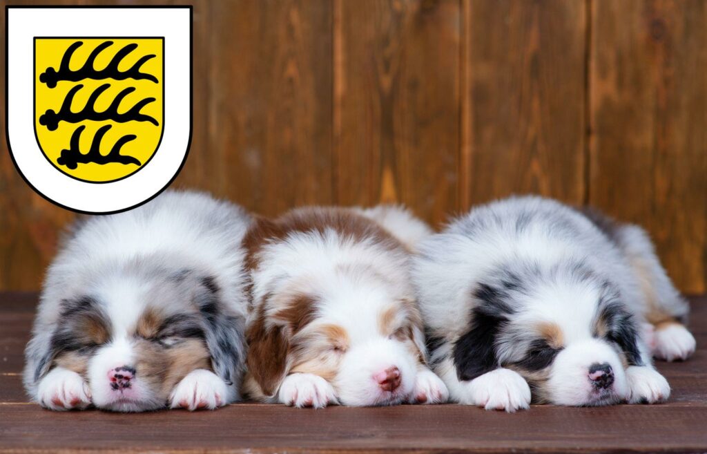 Australian Shepherd Züchter mit Welpen Tuttlingen, Baden-Württemberg