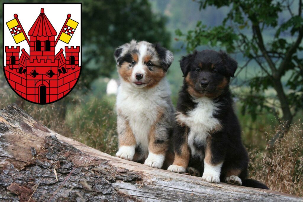 Australian Shepherd Züchter mit Welpen Unna, Nordrhein-Westfalen