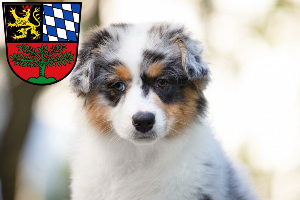 Australian Shepherd Züchter mit Welpen Weiden in der Oberpfalz, Bayern