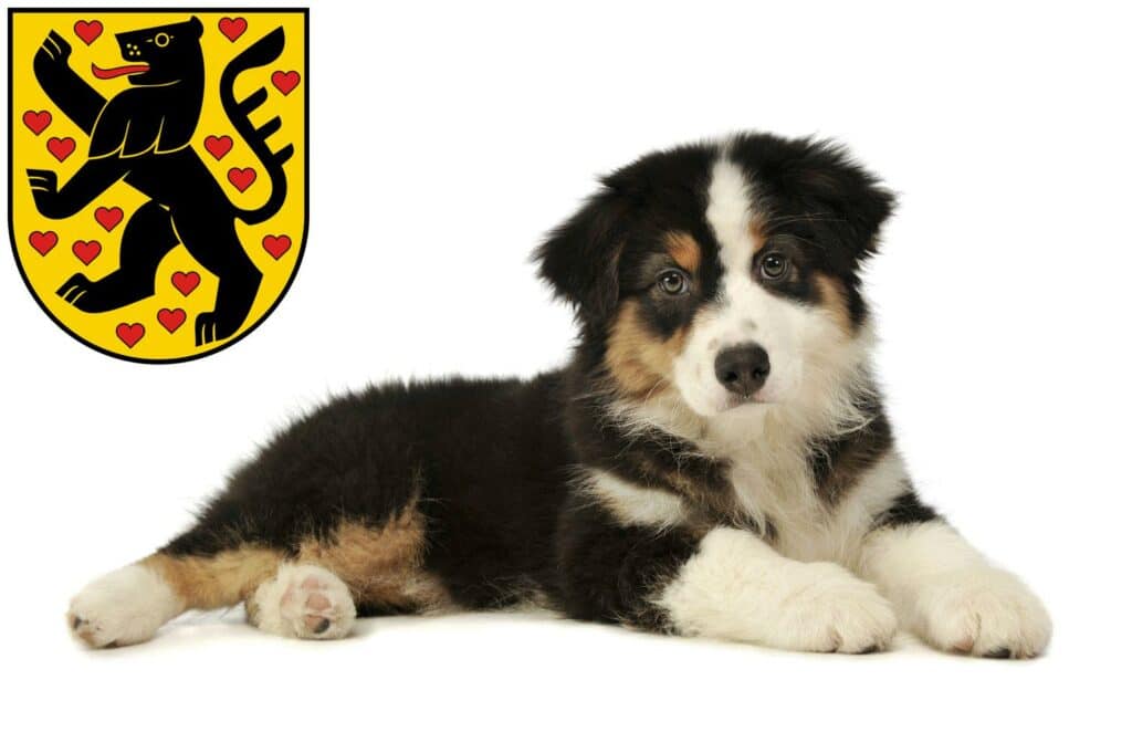 Australian Shepherd Züchter mit Welpen Weimar, Thüringen