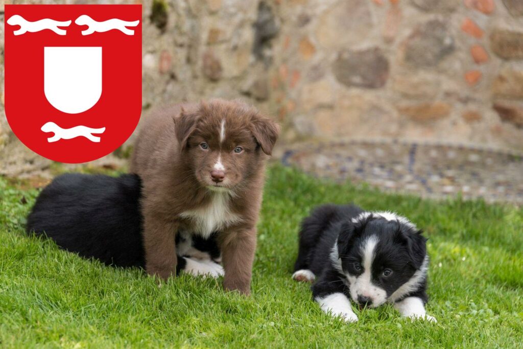 Australian Shepherd Züchter mit Welpen Wesel, Nordrhein-Westfalen