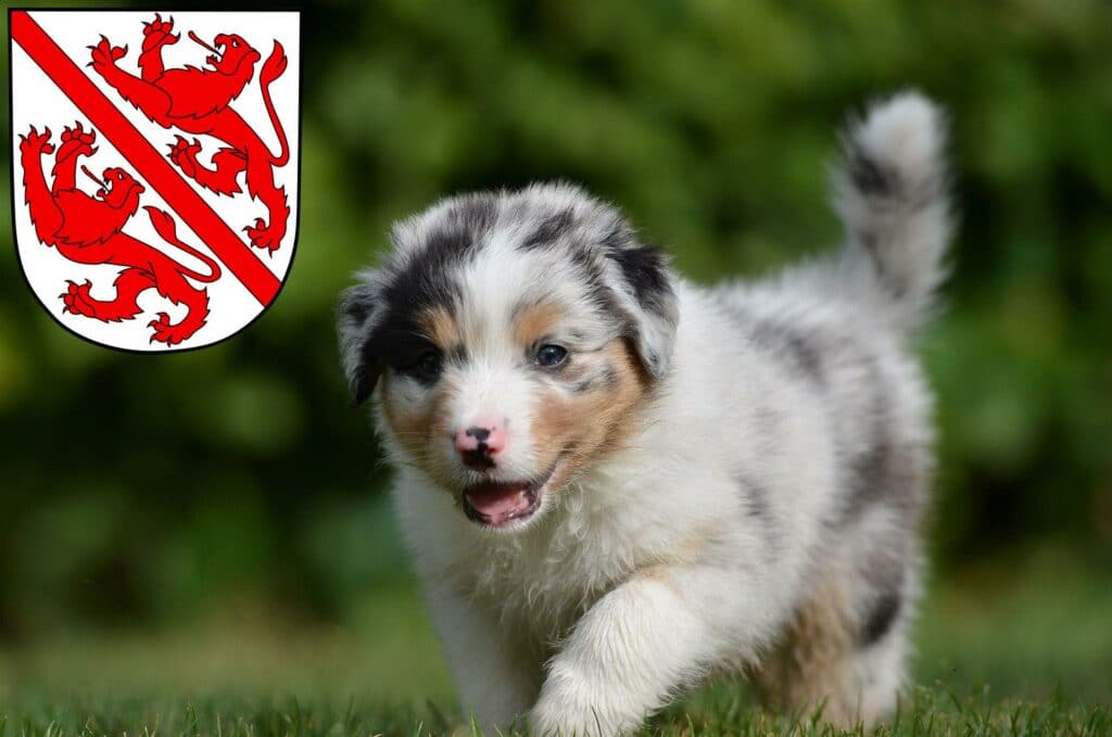 Australian Shepherd Züchter mit Welpen Winterthur, Schweiz