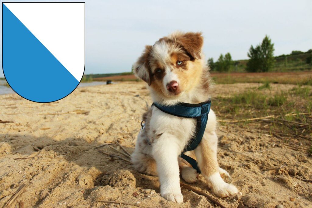 Australian Shepherd Züchter mit Welpen Zürich, Schweiz
