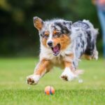 Australian Shepherd springt einem ChuckIt Ball hinterher.
