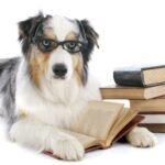 Interessante Bücher für Australian Shepherd Besitzer und solche die es werden wollen.