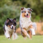 Australian Shepherd Charakter und Wesen. Was macht einen Aussie aus?