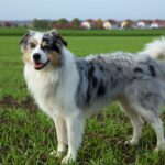 Australian Shepherd Deckrüde, Rüde