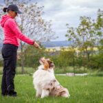 Australian Shepherd Erziehung