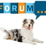Australian Shepherd Forum - Fragen und Antworten zum Australian Shepherd