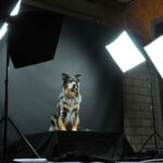 Tolle Fotos und Bilder vom Australian Shepherd