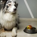 Gesundes Futter für den Australian Shepherd