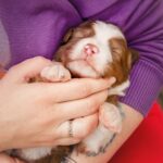 Australian Shepherd kaufen: Was muss ich beachten? Wie finde ich einen seriösen Züchter?