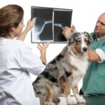Australian Shepherd Röntgenbild Untersuchung beim Tierarzt
