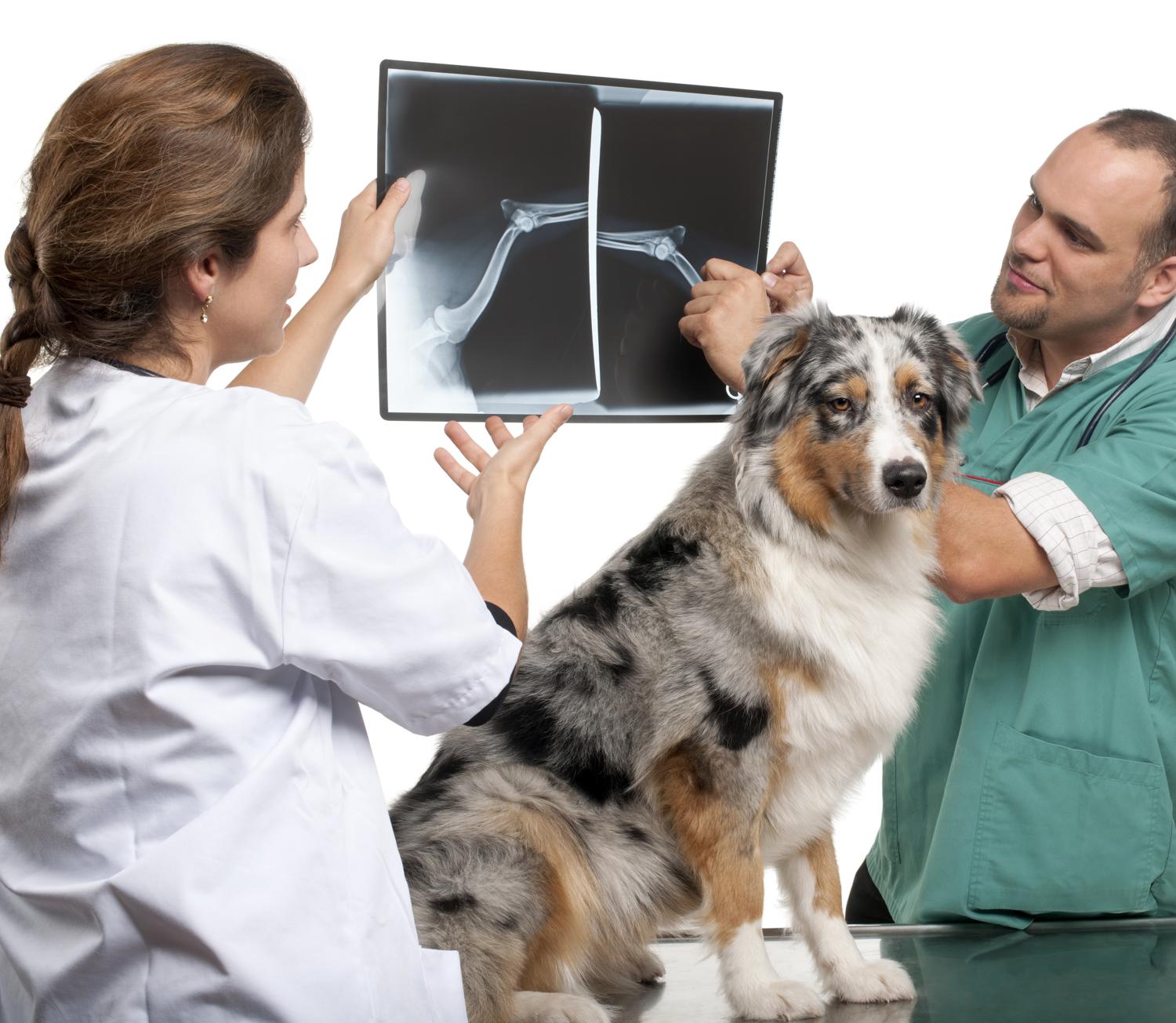 Australian Shepherd Röntgenbild Untersuchung beim Tierarzt