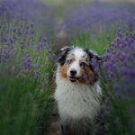 Australian Shepherd Lebenserwartung - Was ist wichtig für ein langes Leben?