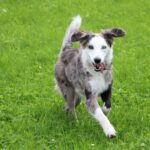 Australian Shepherd Mix - Mischling