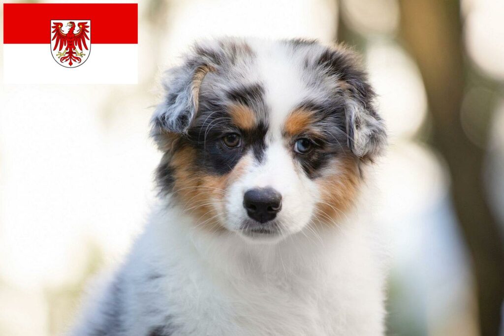 Australian Shepherd Züchter mit Welpen Brandenburg