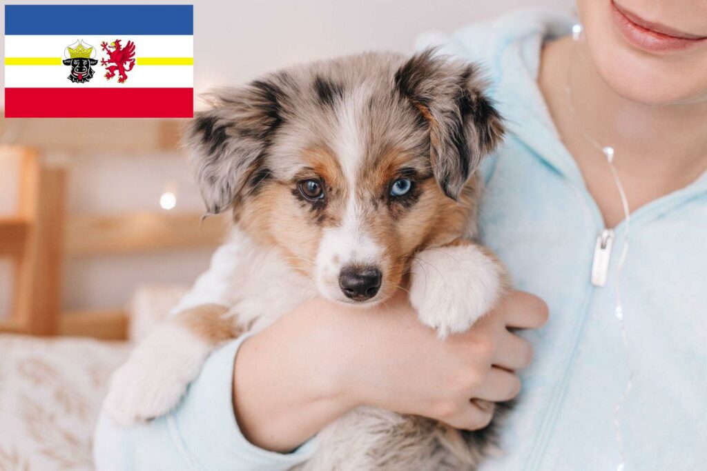 Australian Shepherd Züchter mit Welpen Mecklenburg-Vorpommern