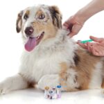 Welche Impfungen für den Australian Shepherd?