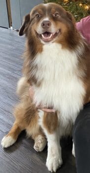 Australian Shepherd Deckrüde, ASCA , red tri, FREI von Gendefekten (kein Verkauf)