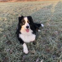 Australian Shepherd Deckrüde, blue Eyes, ASCA Papiere