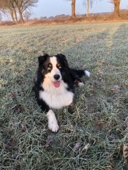 Australian Shepherd Deckrüde, blue Eyes, ASCA Papiere