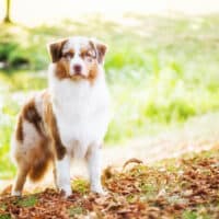 Red Merle Australian Shepherd Deckrüde Therapiehund "Captain" ASCA Papiere www.YellowstoneAussies.de