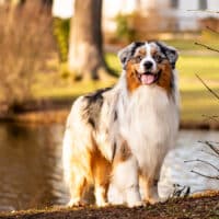 Blue Merle Australian Shepherd Deckrüde "Sparrow" ASCA Papiere www.YellowstoneAussies.de