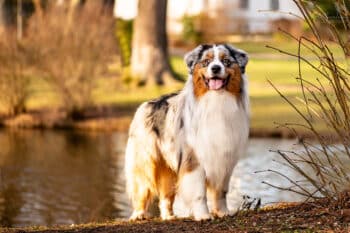 Blue Merle Australian Shepherd Deckrüde "Sparrow" ASCA Papiere www.YellowstoneAussies.de