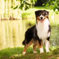 Australian Shepherd Deckrüde Black Tri USA Linie ASCA Papiere "Chase"