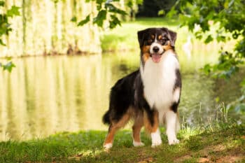 Black Tri Australian Shepherd Deckrüde USA Linie "Chase" ASCA Papiere www.YellowstoneAussies.de