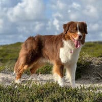 Red Tri Australian Shepherd Deckrüde Therapiehund "Ted" ASCA Papiere www.YellowstoneAussies.de