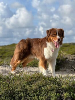 Red Tri Australian Shepherd Deckrüde Therapiehund "Ted" ASCA Papiere www.YellowstoneAussies.de