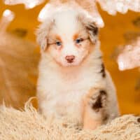 Wir erwarten Welpen in Blue Merle, Black Tri, Red Tri und Red Merle