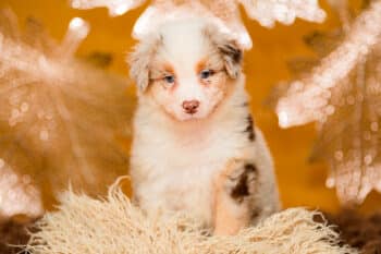 Wir erwarten Welpen in Blue Merle, Black Tri, Red Tri und Red Merle