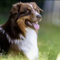 Deckrüde - Australian Shepherd BRR Fire of Passion Aladdin DNA-VP, VDH-BGH, COI 5.38, deckerfahren