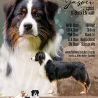 Australian Shepherd Deckrüde Black Tri ASCA FCI Papiere "Jasper"