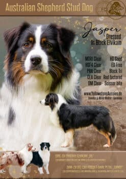 Australian Shepherd Deckrüde Black Tri ASCA FCI Papiere "Jasper"