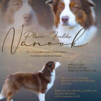 Australian Shepherd Deckrüde "ASCA" - Plain-Fields Nanook DNA-VP