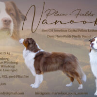 Australian Shepherd Deckrüde "ASCA" - Plain-Fields Nanook DNA-VP