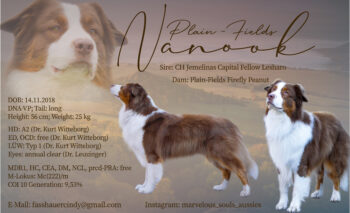 Australian Shepherd Deckrüde "ASCA" - Plain-Fields Nanook DNA-VP