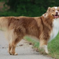 Australian Shepherd Deckrüde mit ASCA Papieren