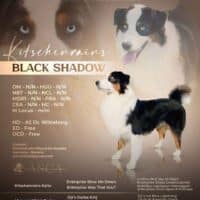 Australian Shepherd Deckrüde ASCA Black Tri Blue Eyed Showlinie