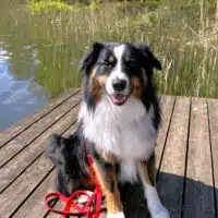 Australian Shepherd Deckrüde black-tri, ASCA DNA-VP