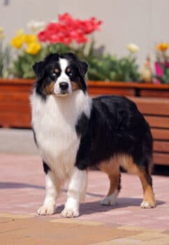 Black Tri Australian Shepherd Deckrüde "Yeti" ASCA & FCI Papiere www.YellowstoneAussies.de