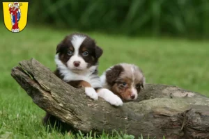 Mehr über den Artikel erfahren Australian Shepherd Züchter und Welpen in Altötting