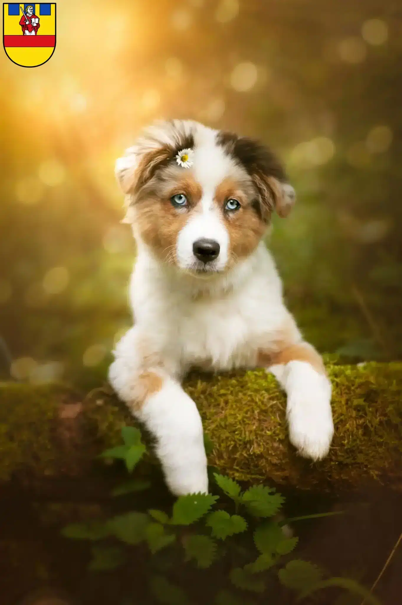 Mehr über den Artikel erfahren Australian Shepherd Züchter und Welpen in Cloppenburg