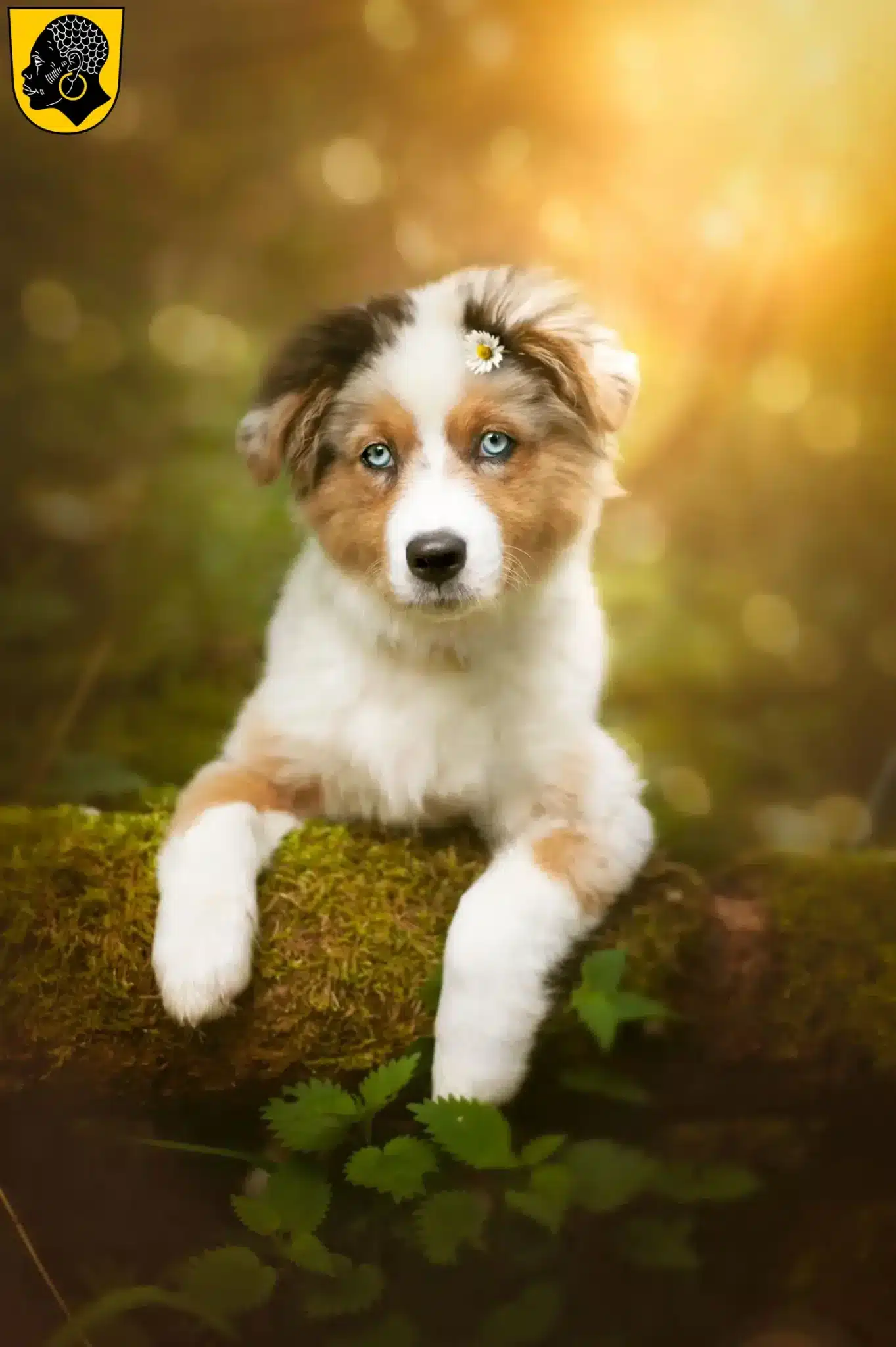 Mehr über den Artikel erfahren Australian Shepherd Züchter und Welpen in Coburg