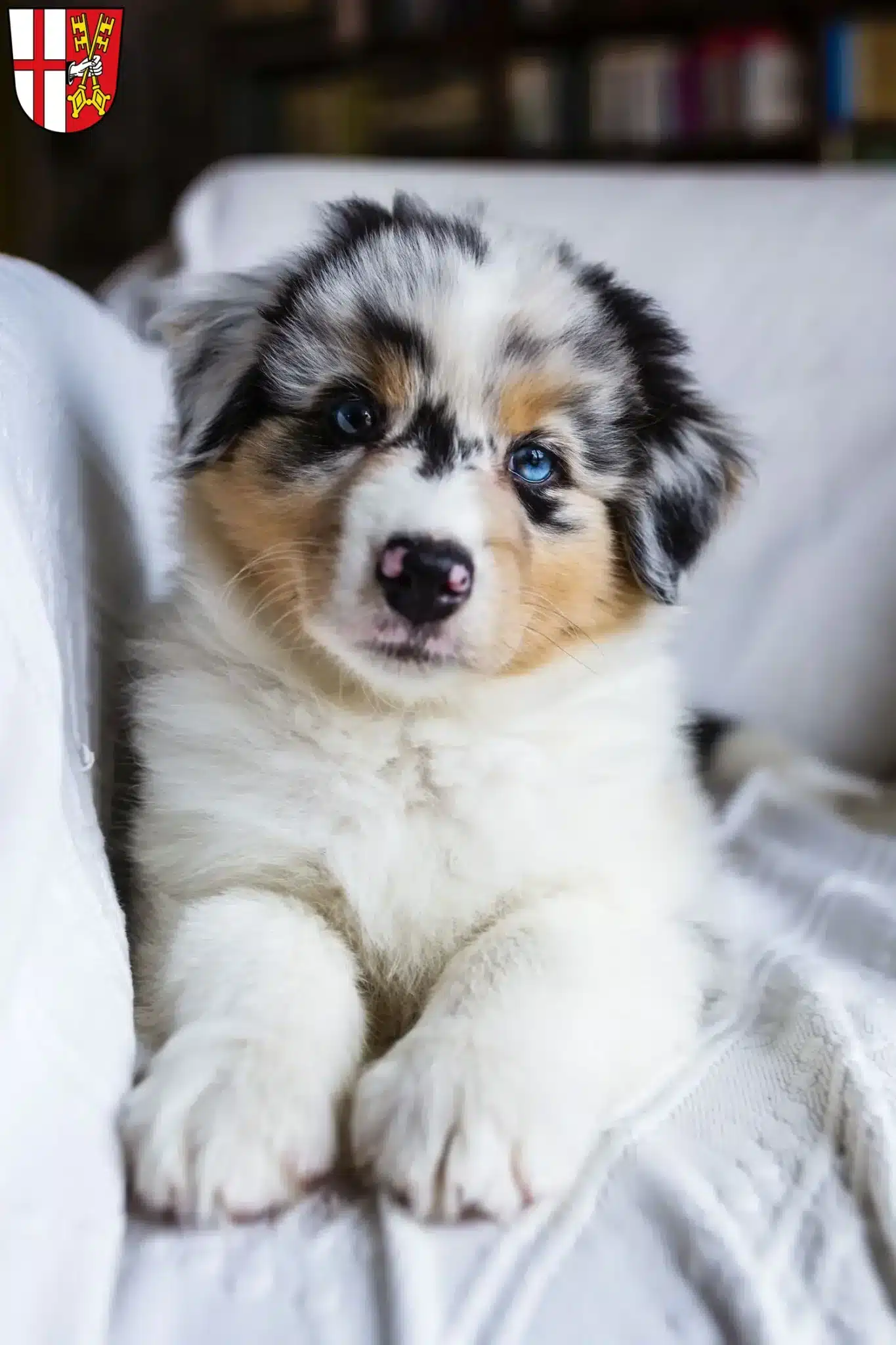 Mehr über den Artikel erfahren Australian Shepherd Züchter und Welpen in Cochem